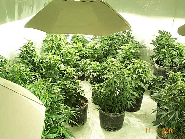 [indoor_marijuana_cannabis.jpg]