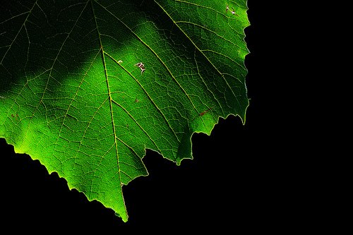 [Black+and+Green+leaf.jpg]