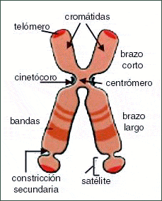 [cromosoma+www+colesrolfamiliar+com+n+cgi-bin+images+cromosomac.gif]