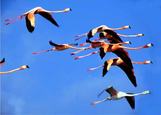 [Flamingos flying 1 m.jpg]