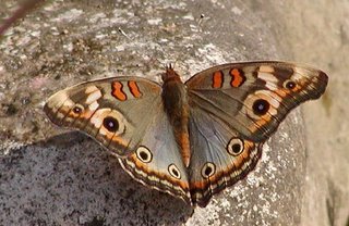 [butterfly-misahualli49.jpg]