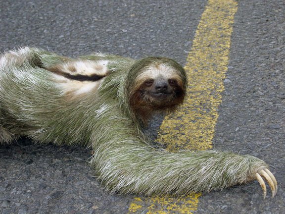 [sloth.jpg]
