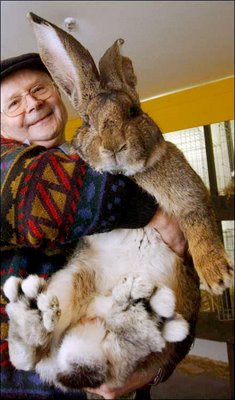 [giant+bunny.jpg]
