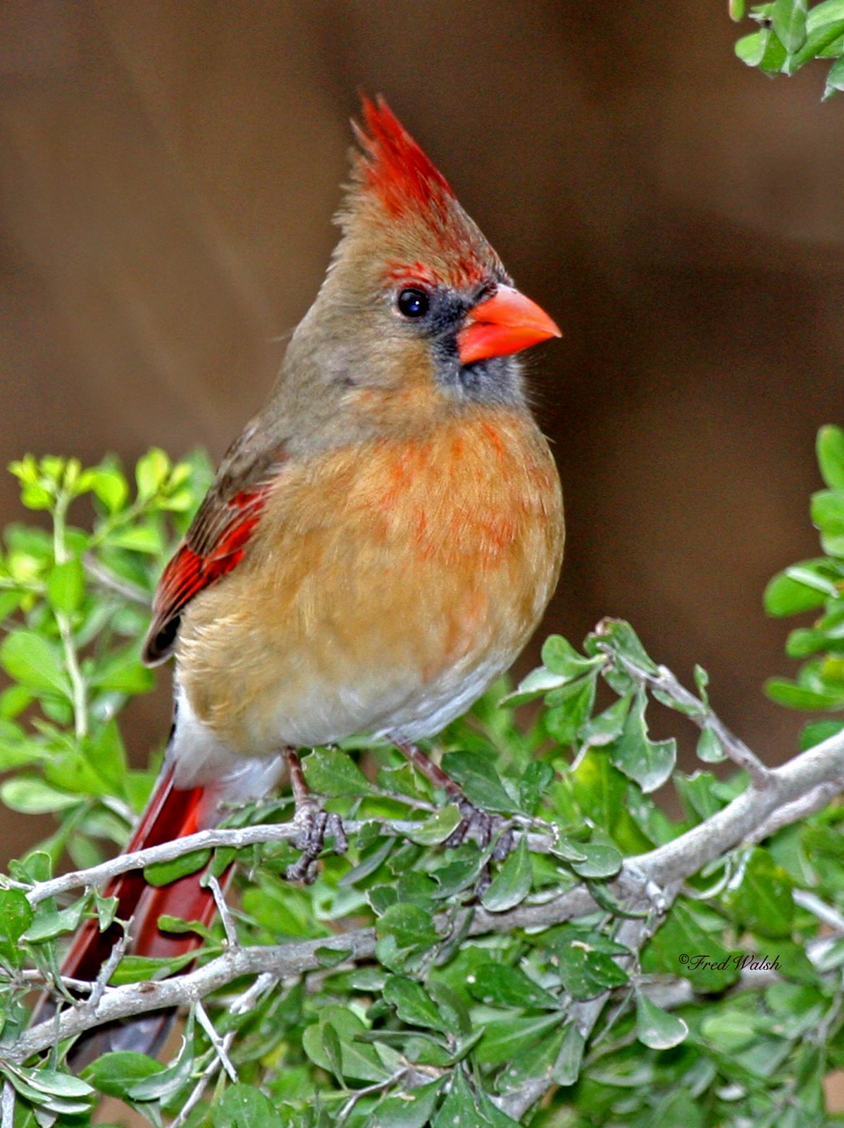 [Cardinal-Northern,+Female+IMG_1153a.jpg]