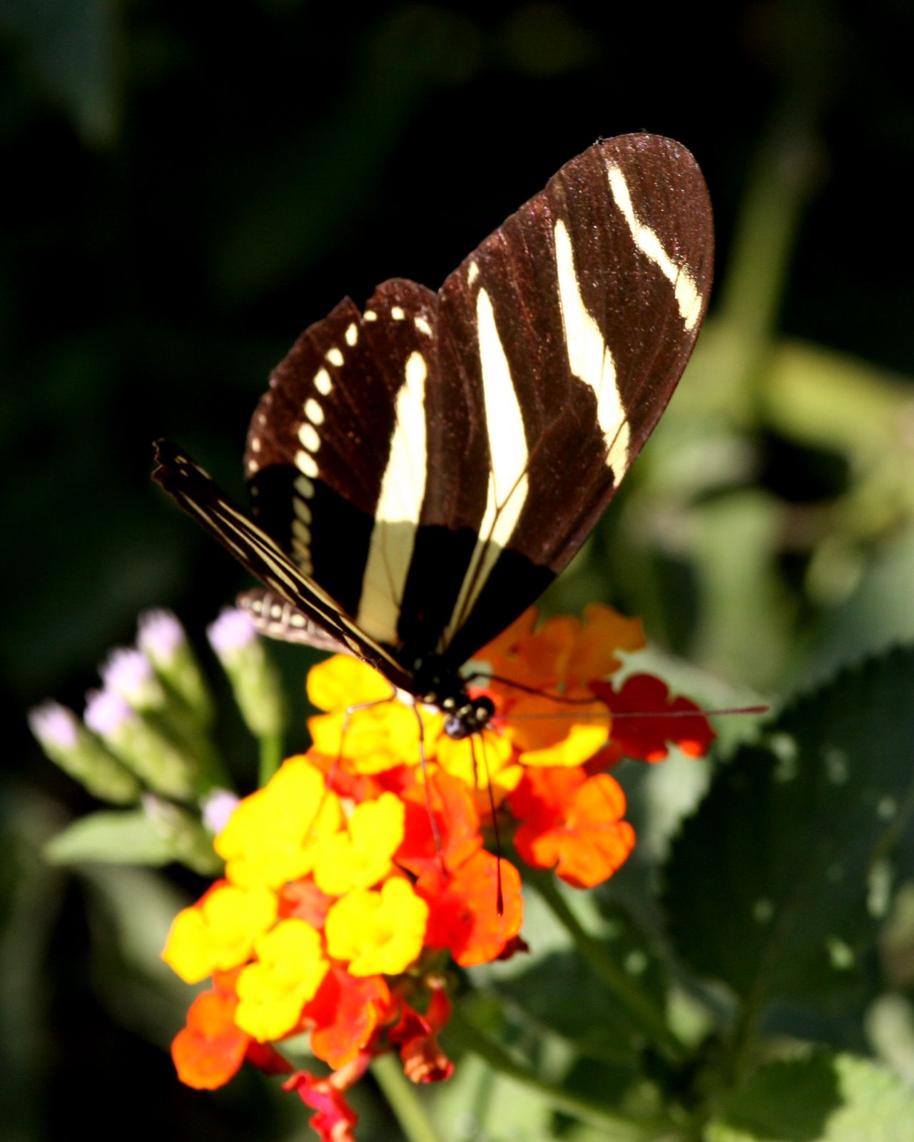 [Butterfly-Zebra+Heliconian+IMG_0093.jpg]