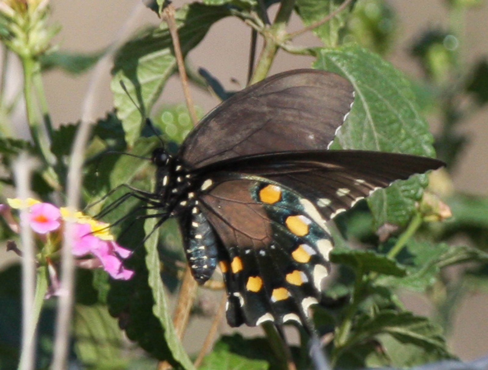 [Swallowtail-Pipevine+IMG_0024a.jpg]