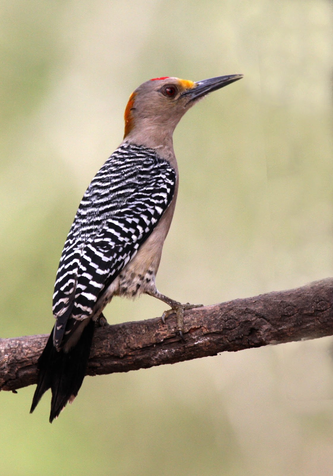 [Woodpecker-Golden+Fronted,+male+IMG_0656.jpg]