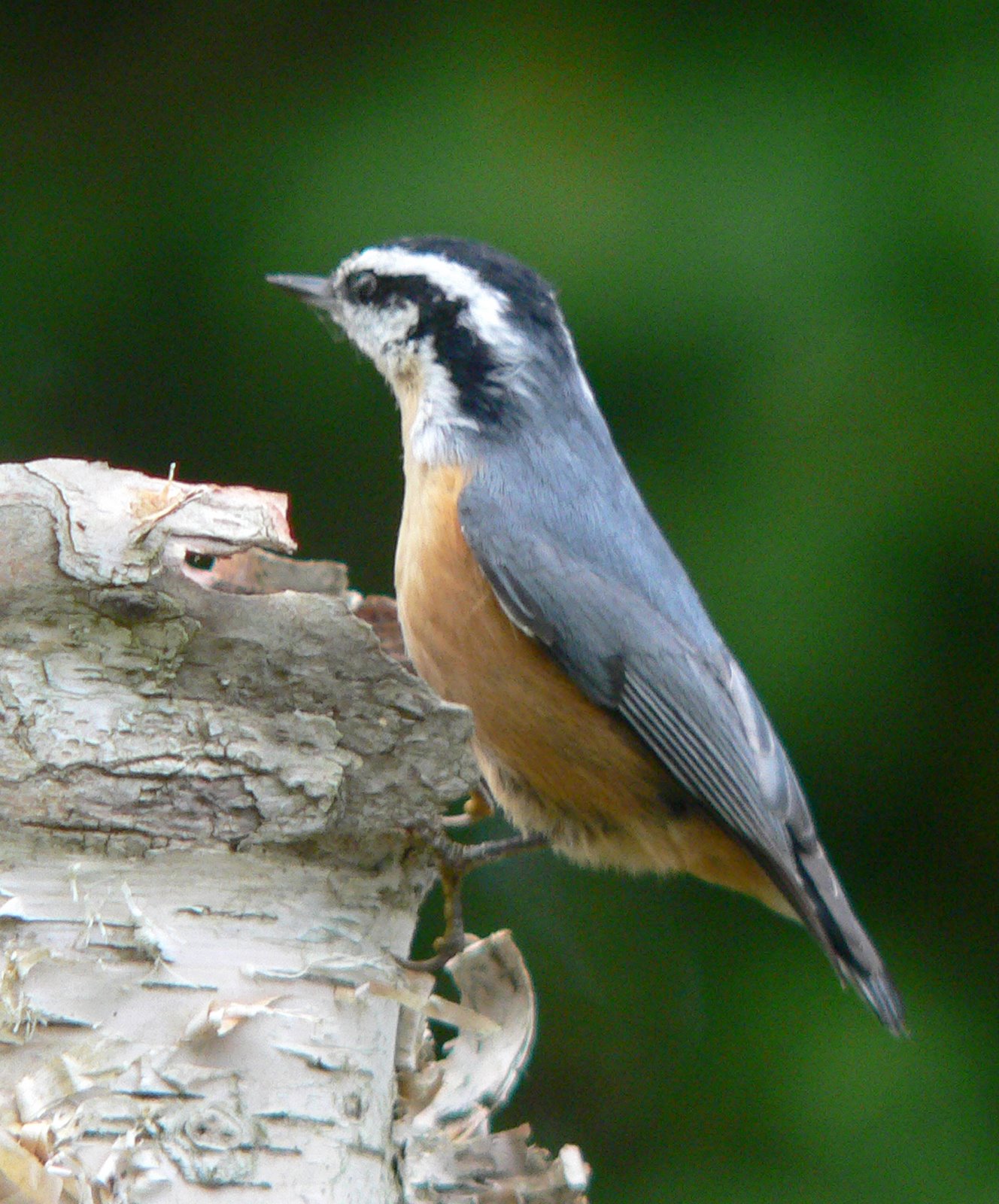 [Nuthatch-Red+breasted20070922+003a.jpg]