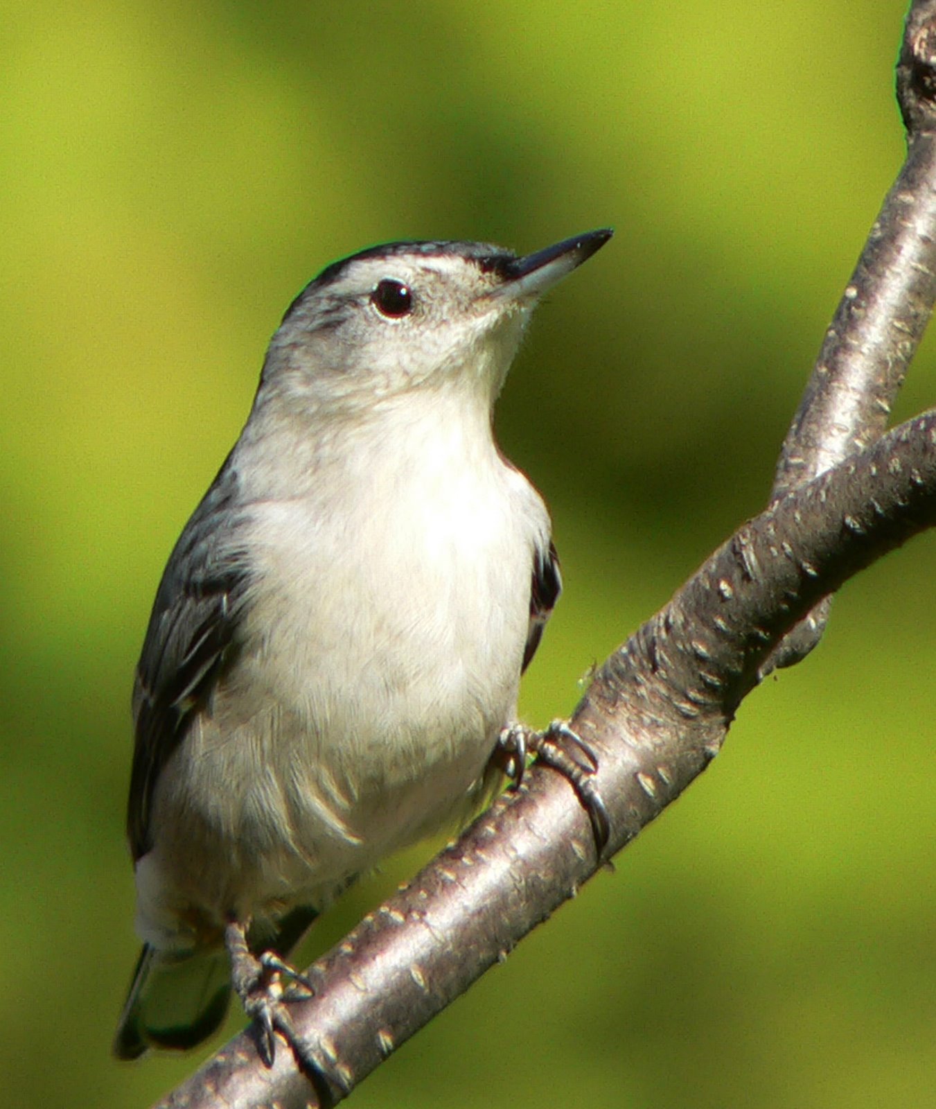 [Nuthatch-White+breasted+20071025+044.jpg]