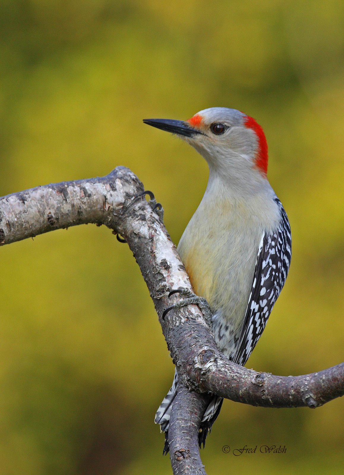 [Woodpecker-Red-bellied,+female+IMG_8192.jpg]