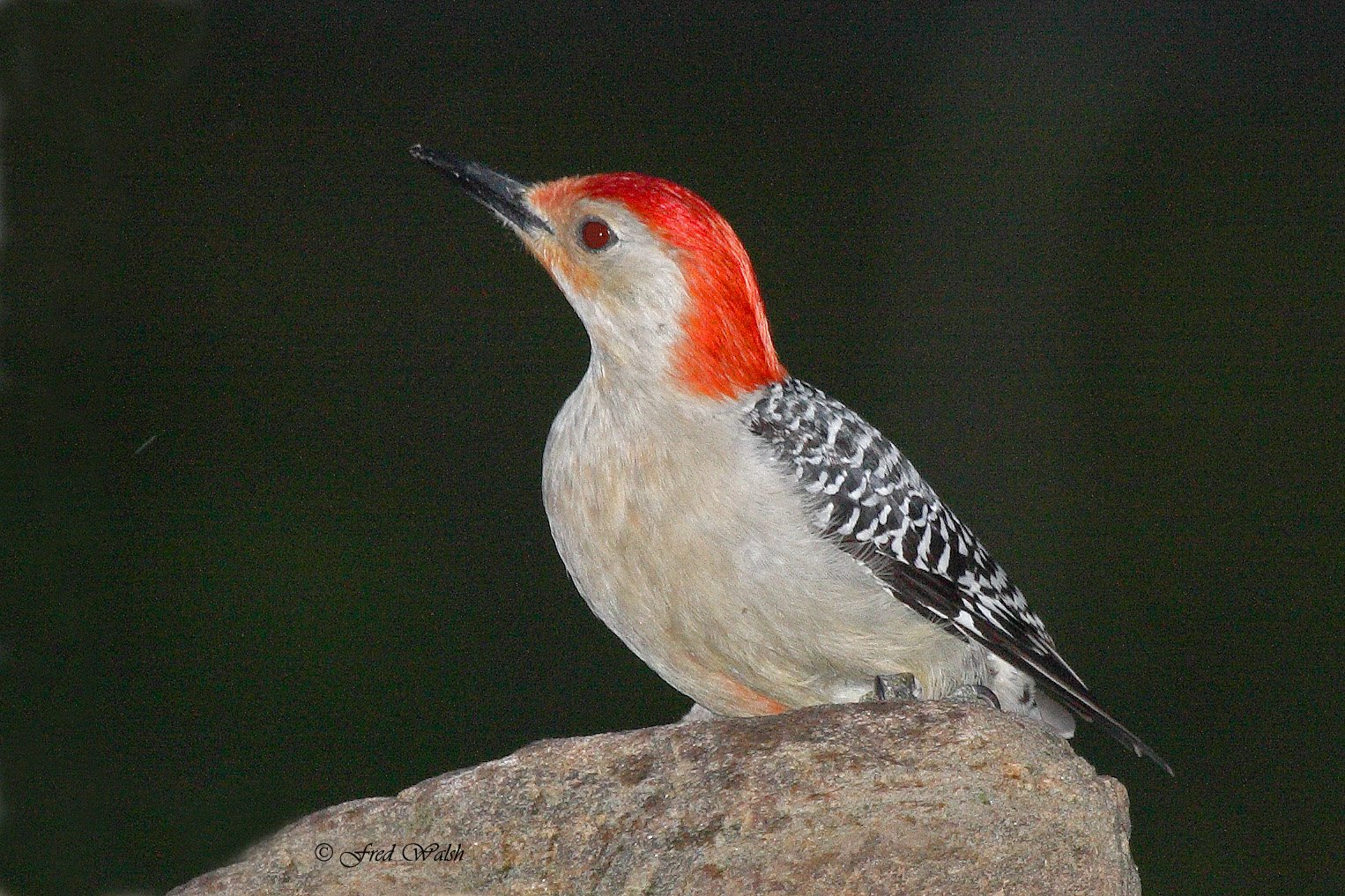 [Woodpecker-Red+bellied,+male+IMG_9175.jpg]