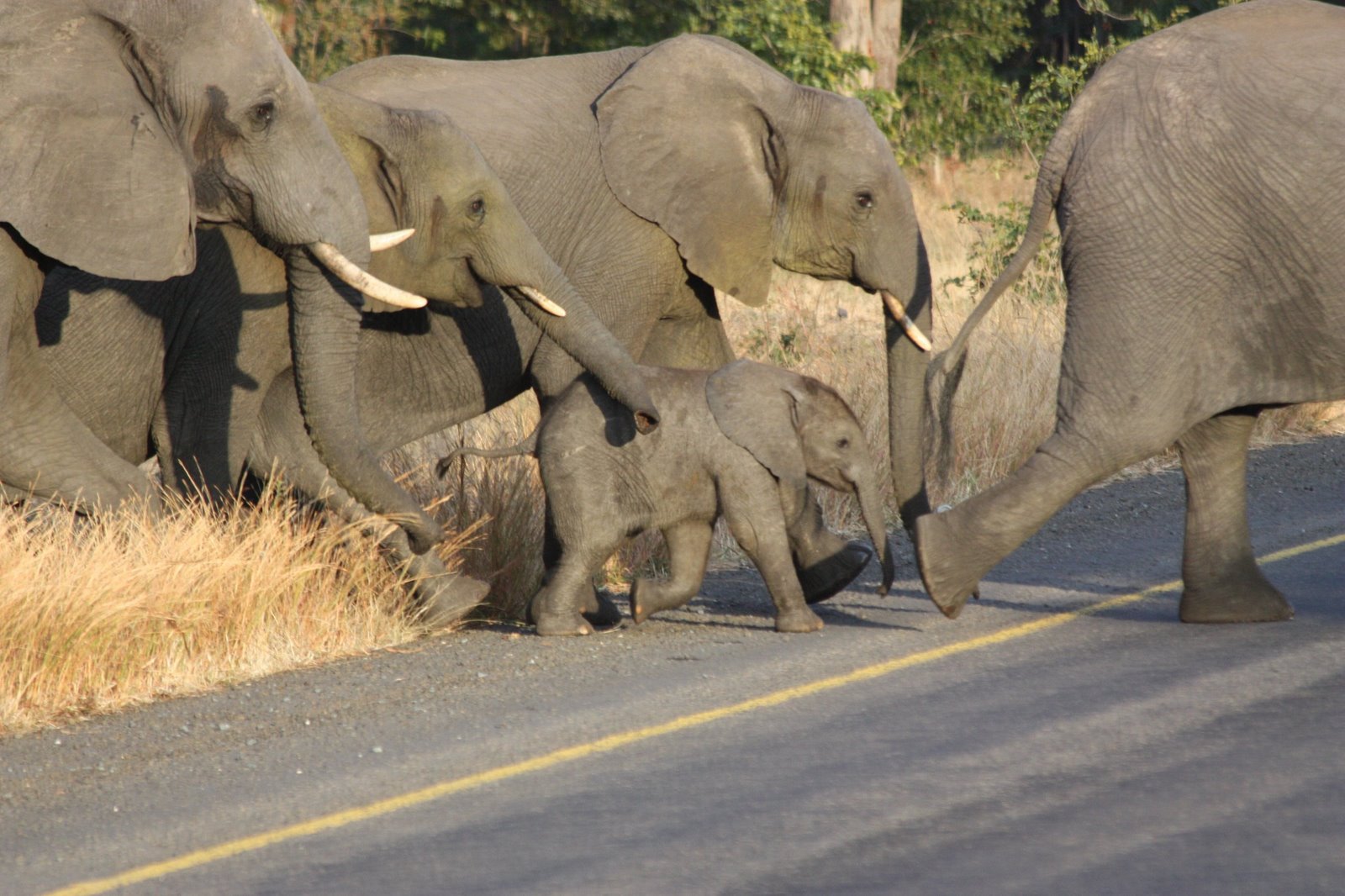 [Botswana-Chobe+6-2-2008-023+Elephants.JPG]