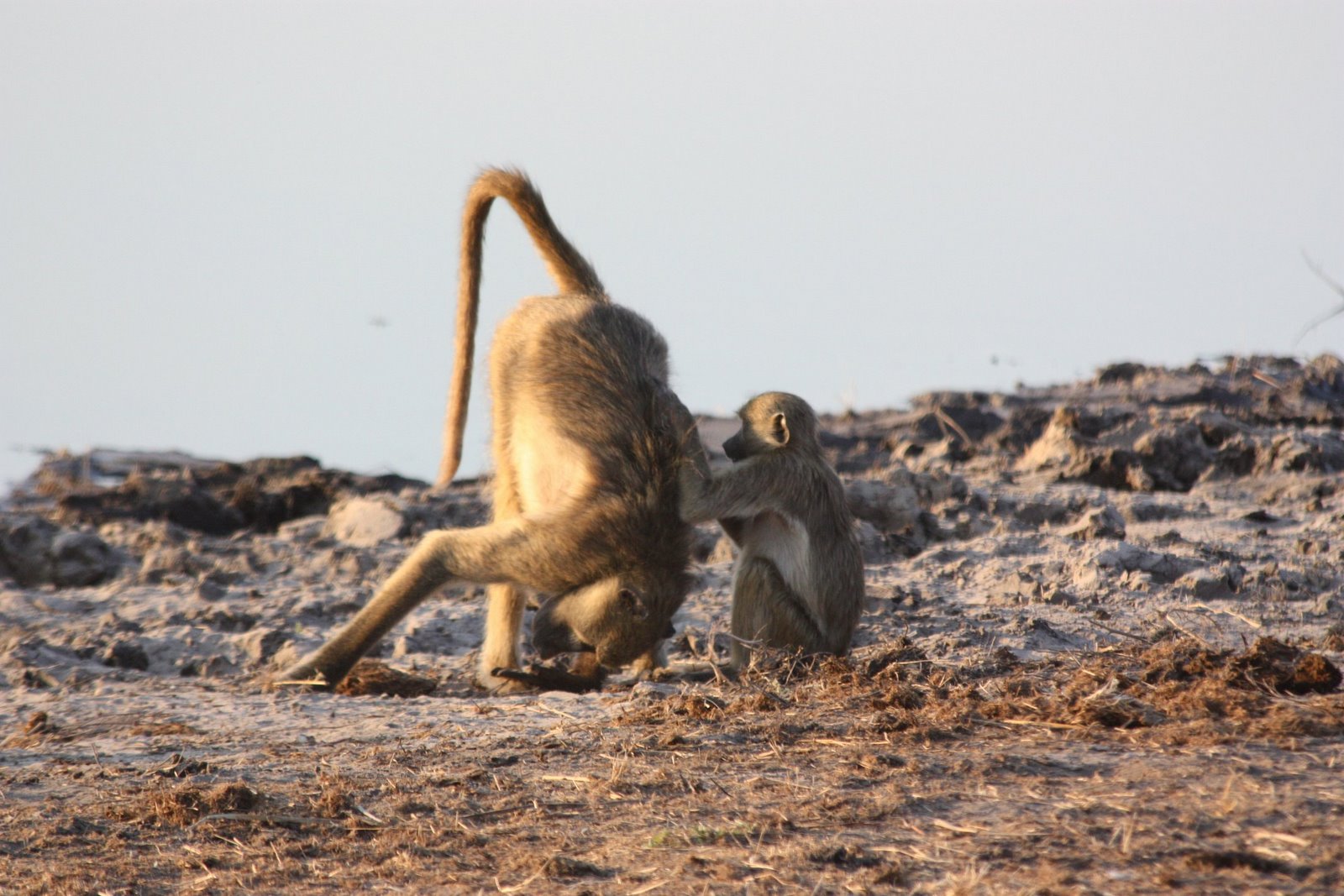 [Botswana-Chobe+6-1-2008-254+Baboons.JPG]