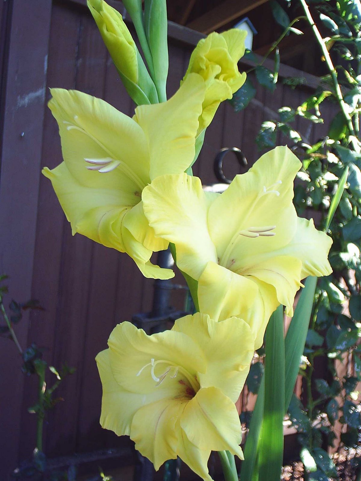[gladioli+yellow2.jpg]