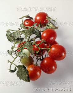 [tomatoes_~73868634.jpg]