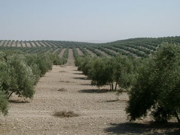 [olivegrove.BMP]