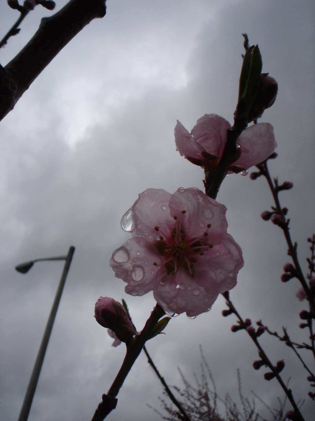 [blossom2.jpg]