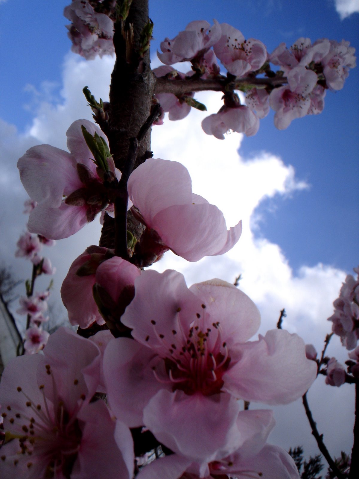 [nectarine+blossssssom.jpg]