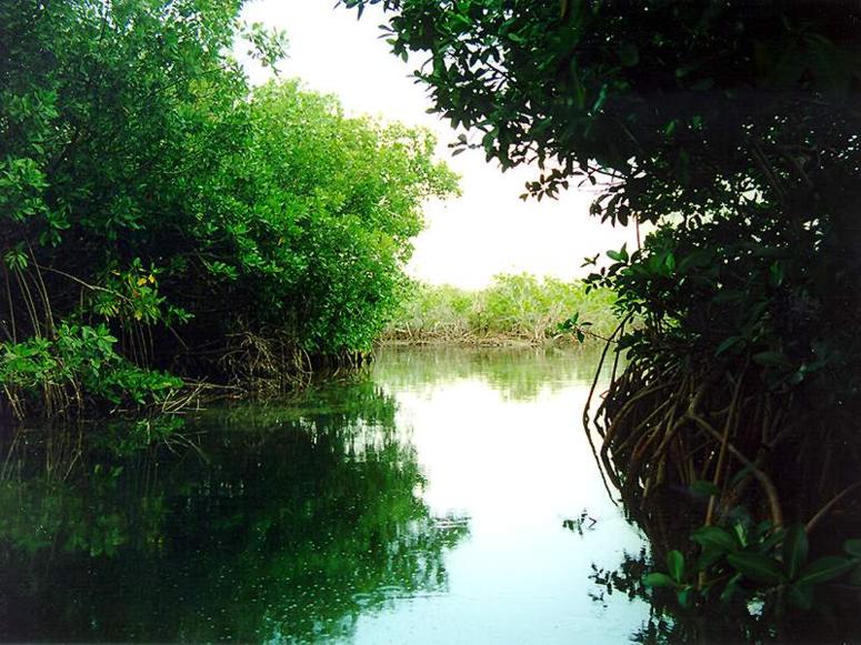 [Brenda+Aurora+Ysaguirre+mangroves.jpg]