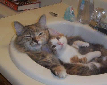 [gatos+lavabo.jpg]