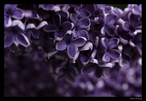 [lilacs.jpg]