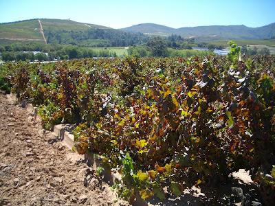 Kanonkop Old Pinotage Vineyard