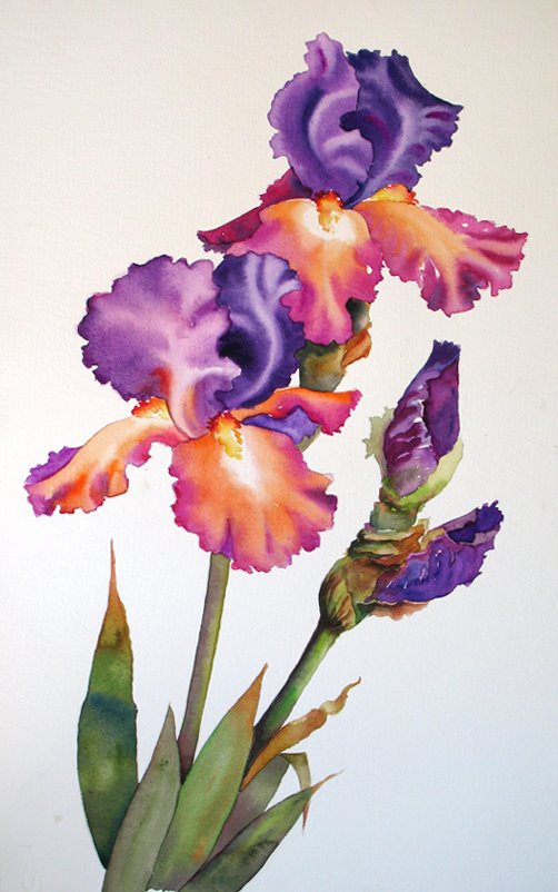 [Purple+and+Orange+Iris.jpg]