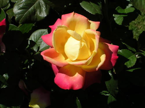 [Roses3.jpg]