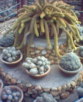 [cactus+valley.jpg]