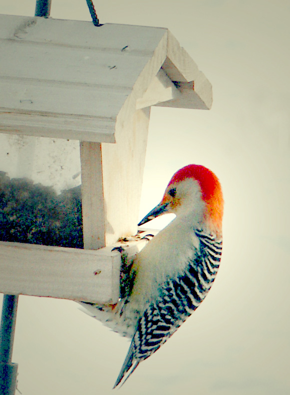 [woodpecker.jpg]