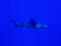 [Seamount+Shark.jpg]