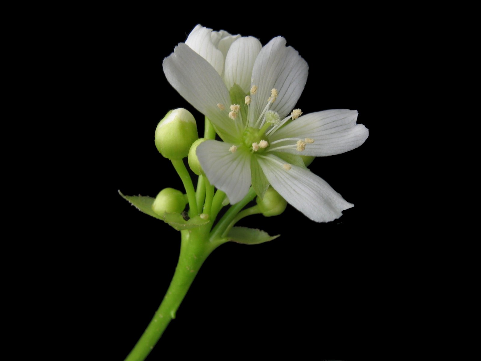 [Dionaea+muscipula+flower+(Kristian+Peters+@+Wiki).jpg]