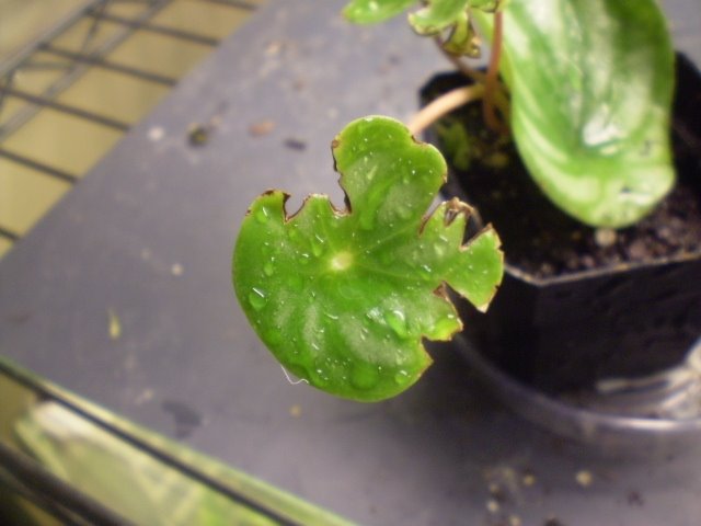 [peperomia+argyreia+leaf+1+(own).jpg]