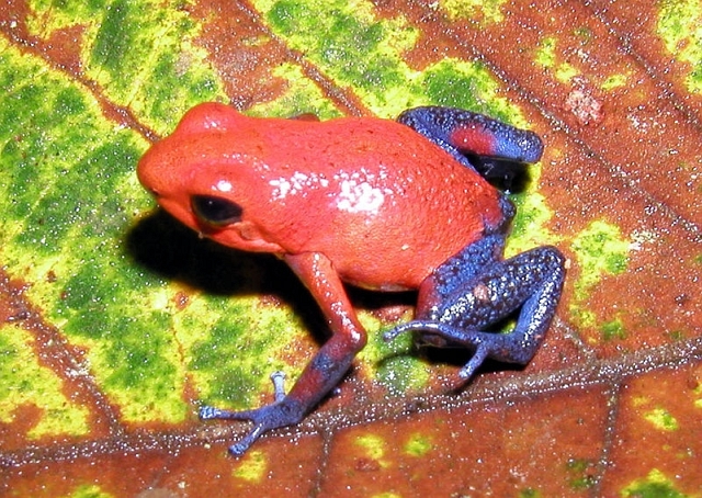 [poison+dart+frog+(pstevendactylus+@+wikipedia+entry+for+strawberry+poison+dart+frog)).jpg]