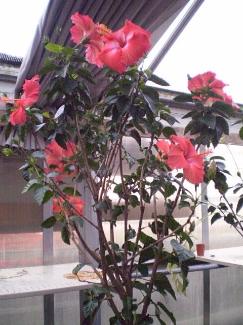 [hibiscus+rosa-sinensis+noid+(own)2.jpg]