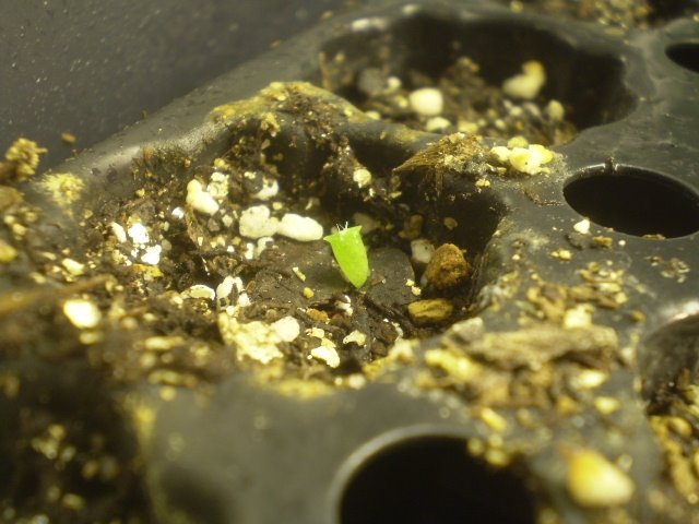 [echinopsis+peruviana+seedling+30may08+(own).jpg]