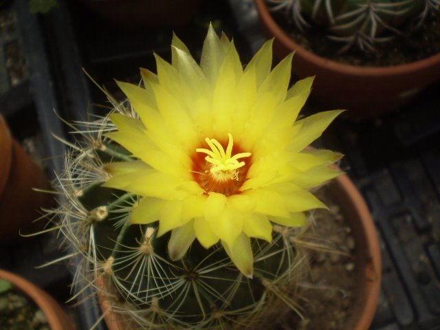 [hamatocactus+setispinus+orcuttii+flower+(own).jpg]