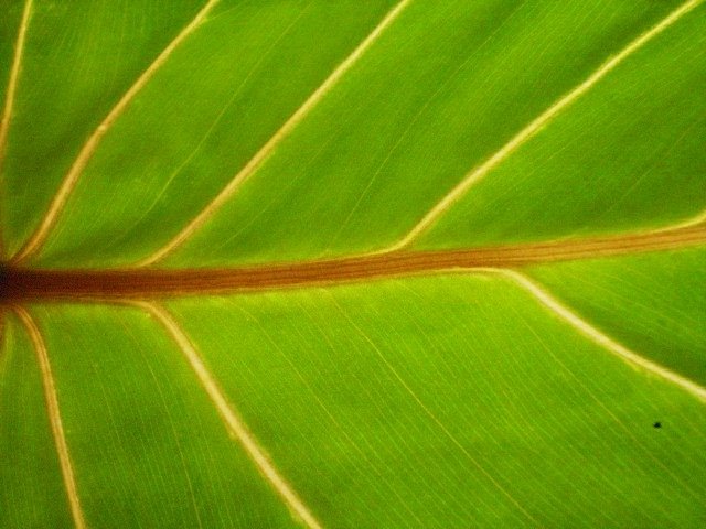 [philodendron+gloriosum+transmitted+light+(own).jpg]