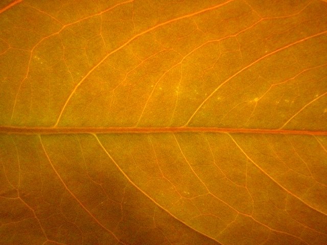 [anthurium+andreanum+new+leaf+transmitted+light+(own).jpg]