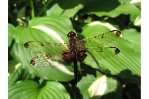 [dragonfly1.jpg]