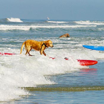[surfdog_05.jpg]