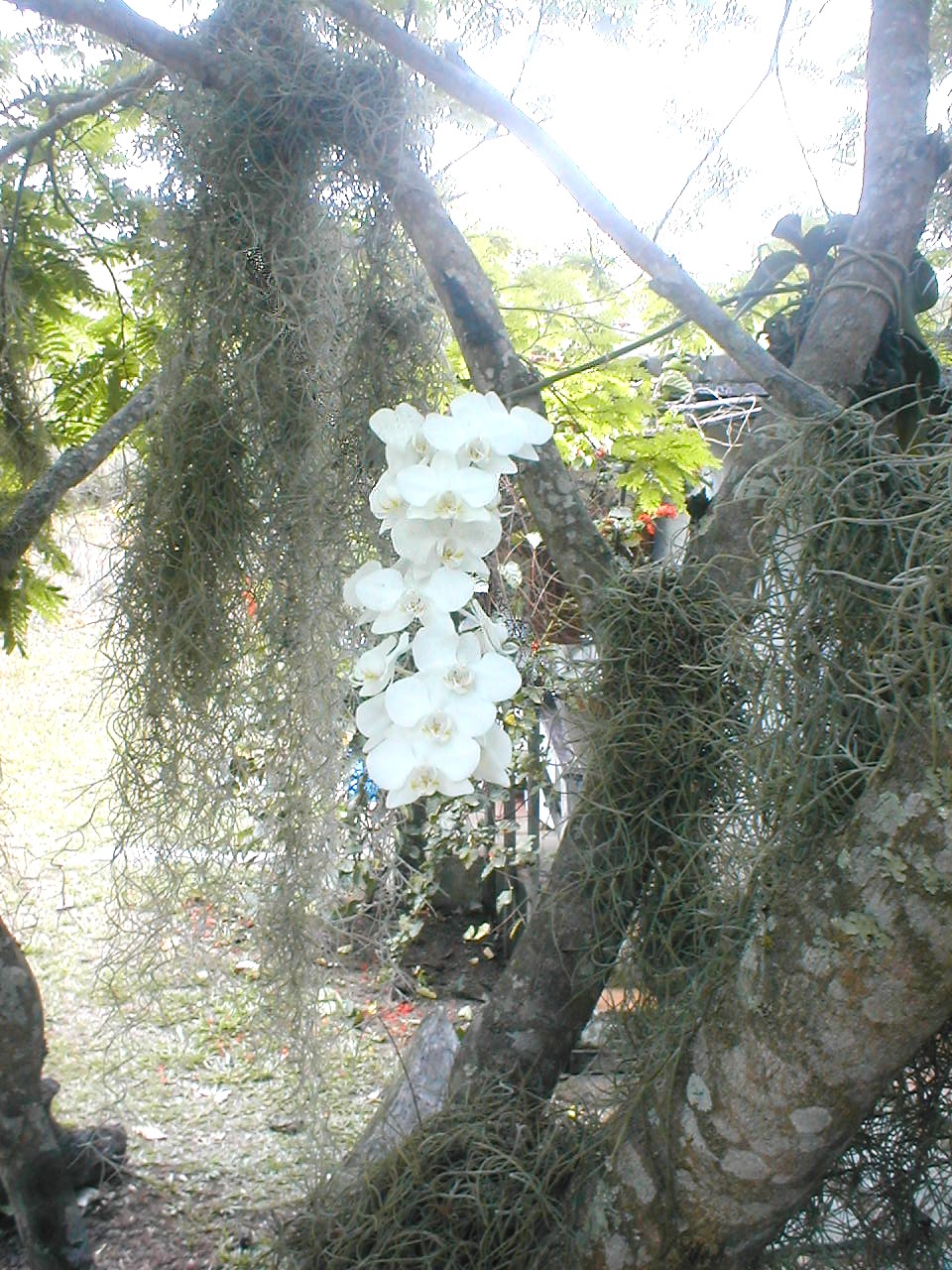 [orquideabranca.JPG]