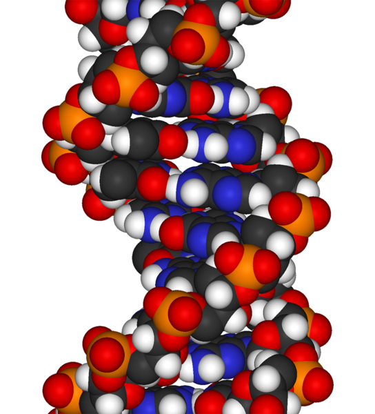 [DNA-fragment-3D-vdW.png]