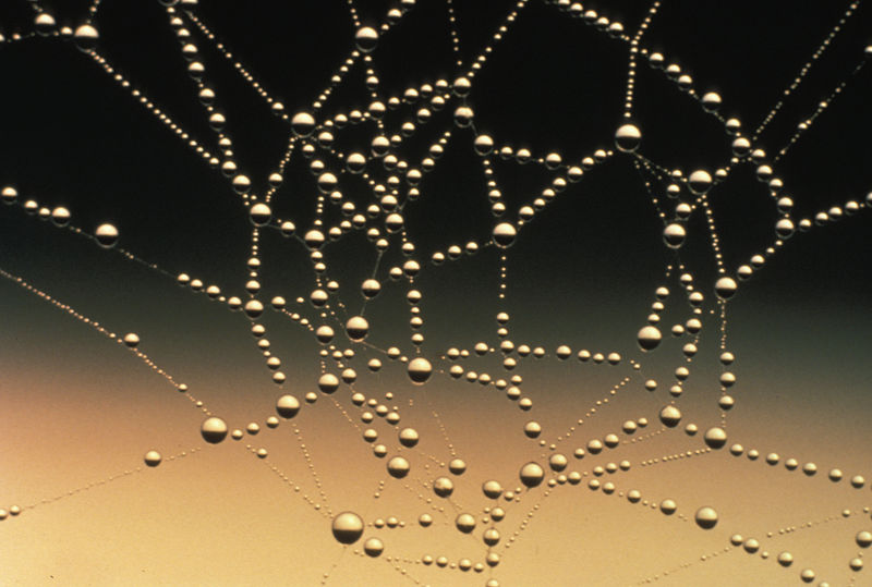 [spider_web.jpg]