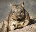 [wombat1.jpg]