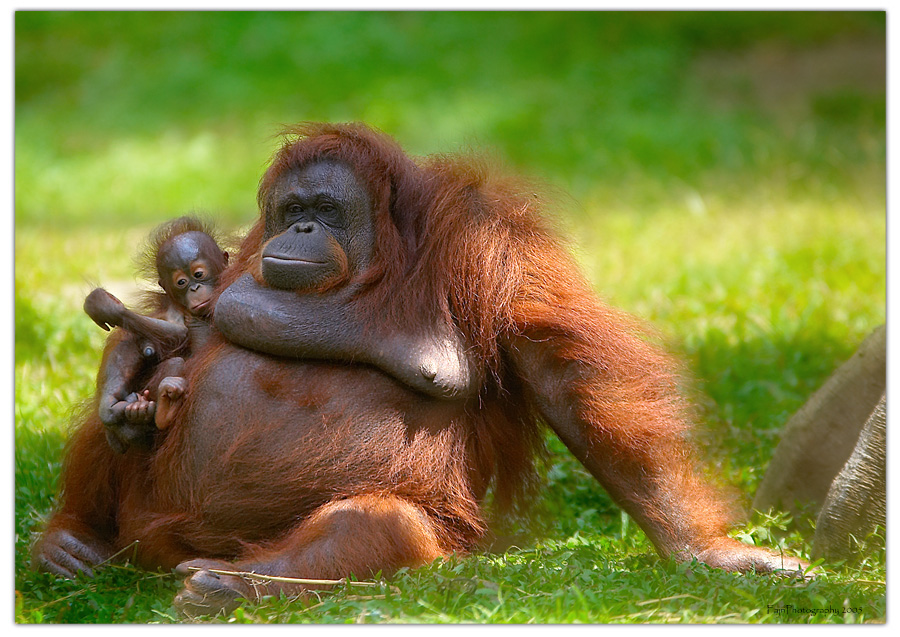 [orangutan3_by_Abank.jpg]