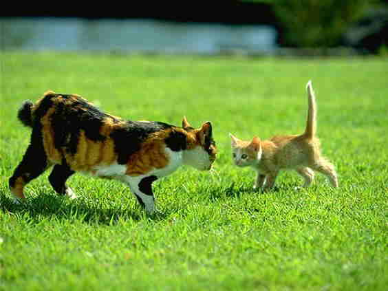 [kitten+&cat.jpg]
