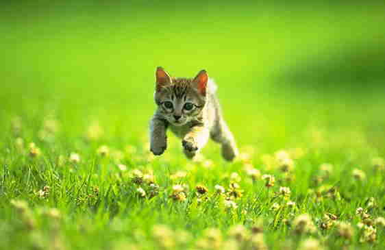 [cat+hopping!.jpg]