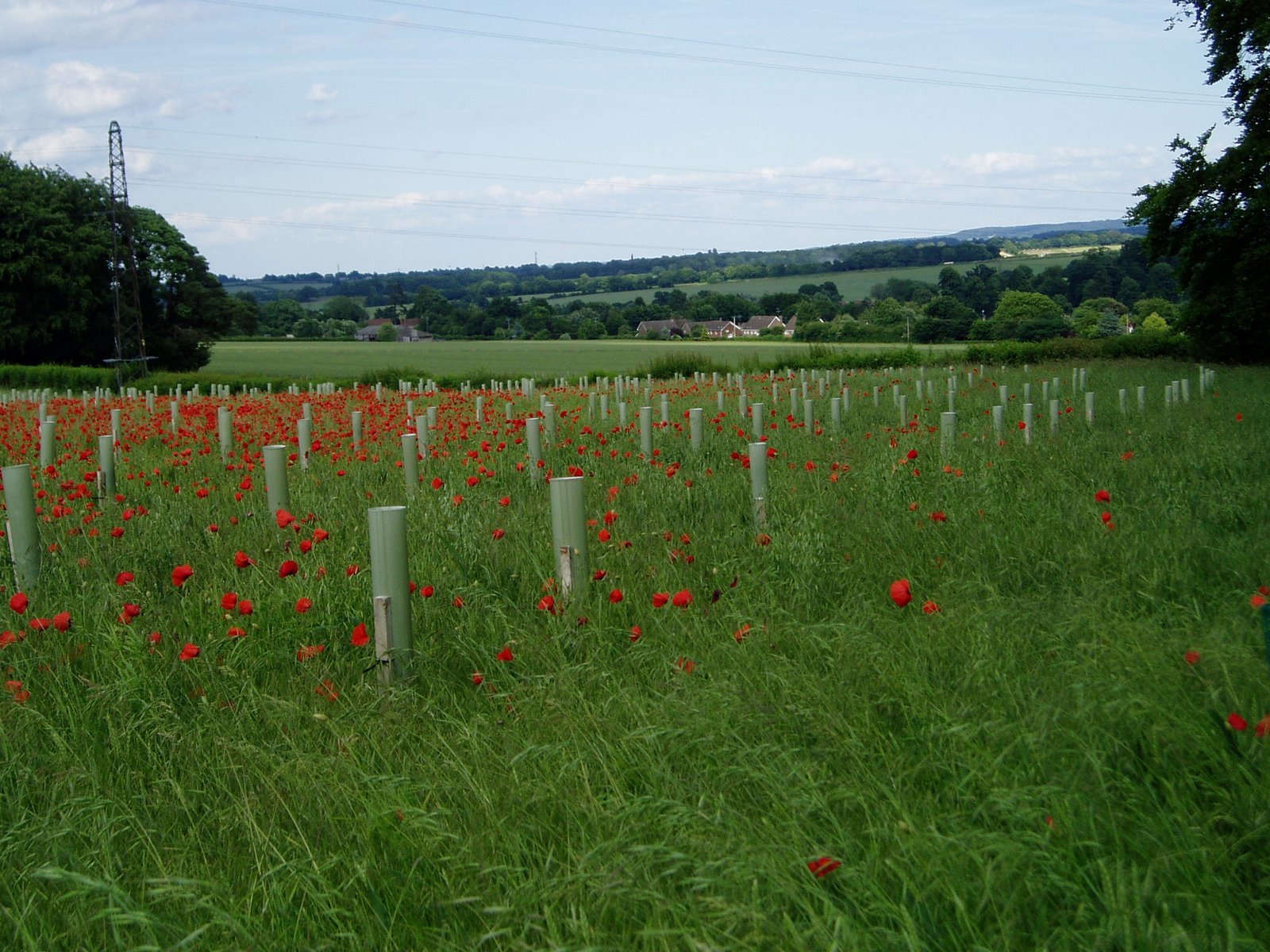 [New+trees+and+poppies.jpg]