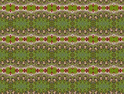 [hummingbird+kaleidoscoop+2+rand+patroon.jpg]